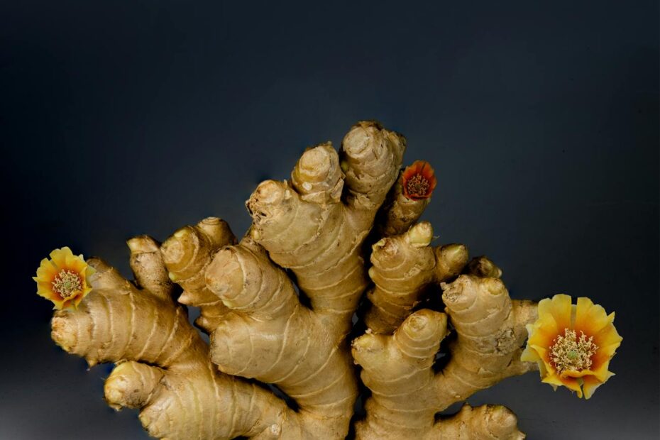 ginger on gray surface