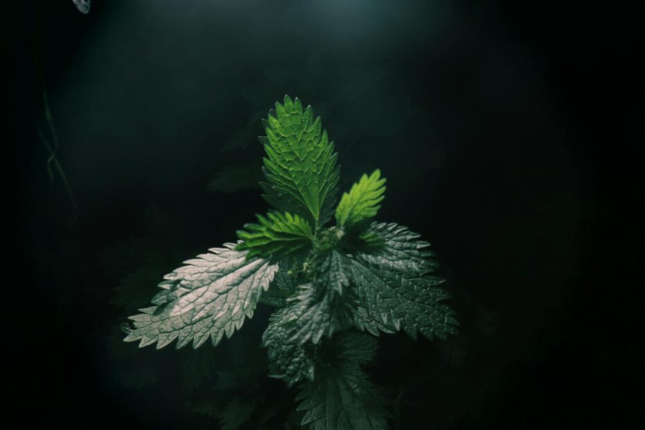 green leafed plant