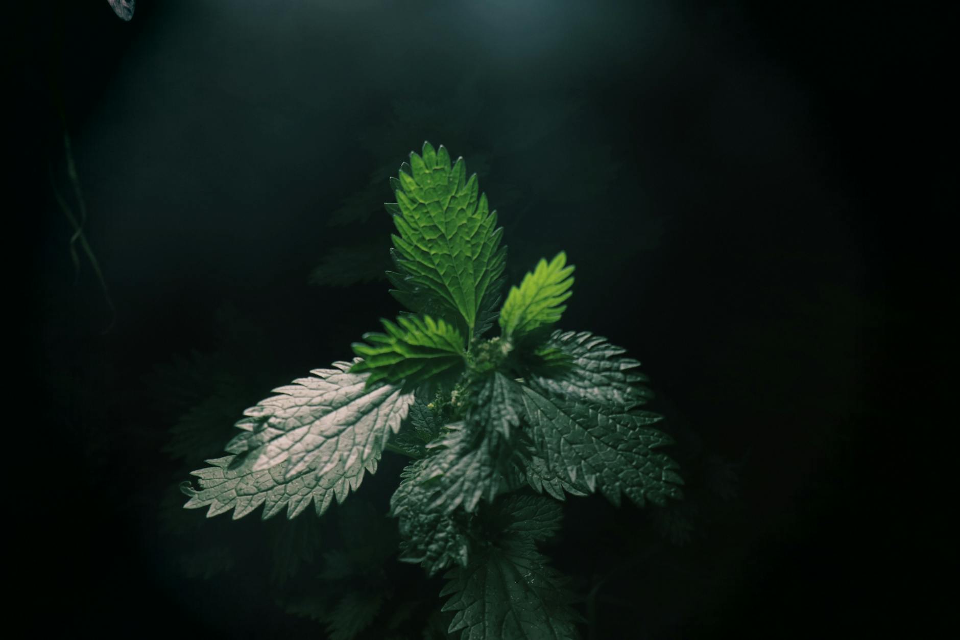 planta medicinal